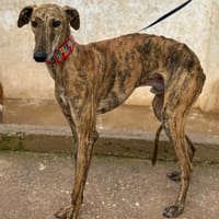 BROWNIE (Animalea), chien à adopter