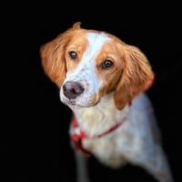 BOLLO (Animalea), chien à adopter