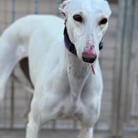 COPA, chienne à adopter