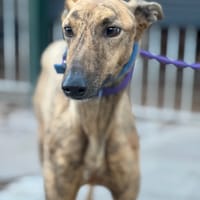 FAN, chien à adopter