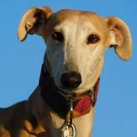 PERLA, chienne à adopter