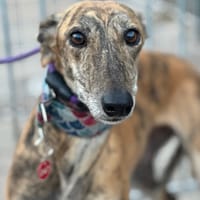 FLÉCHA, chienne à adopter