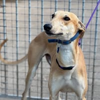 GITANO, chien à adopter