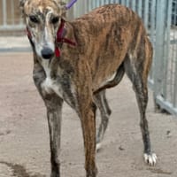 GUATEMALA, chienne à adopter