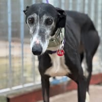 INDIA, chienne à adopter