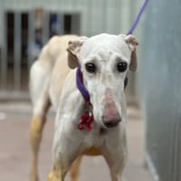 LIA, chienne à adopter