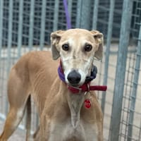 KIRA, chienne à adopter