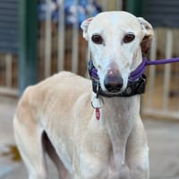 LOLA, chienne à adopter