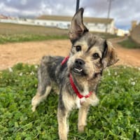 WASTON  (Animalea), chien à adopter