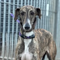 MADRILENA, chienne à adopter