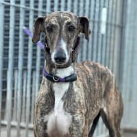 MARQUE, chienne à adopter