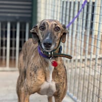 MARTINA, chienne à adopter