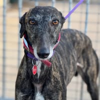 METRALLA, chienne à adopter