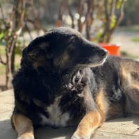 Funny, chienne à adopter