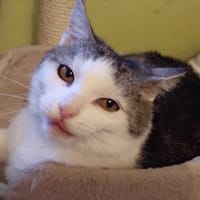 Janina, kotka do adopcji