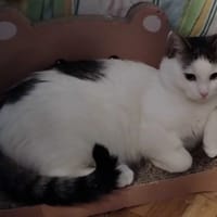 Kokosz, kot do adopcji