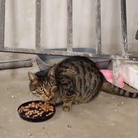 Lejla, kotka do adopcji