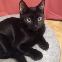 Emil, kot do adopcji