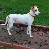 🐾 À L’ADOPTION – LOVA, la tendresse incarnée ! 🐾, chienne à adopter