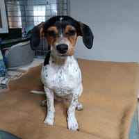 GELEN, chienne à adopter