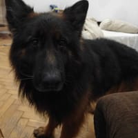 Argo, pies do adopcji