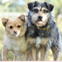 PIPPO et STELLA, chienne à adopter