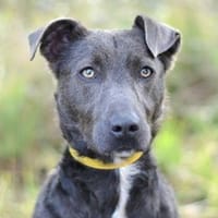 CLEA, chienne à adopter