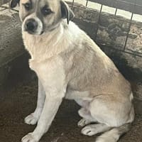 WICKIE auf PS in 65... Hünfelden, Hund zur Adoption