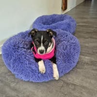 Nori - freundliches Hundemädchen 🍀, Hündin zur Adoption