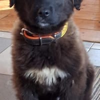 Welpe Leo in Baden-Württemberg, Hund zur Adoption