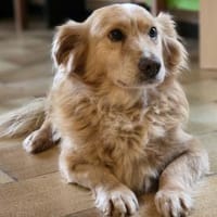 Goldie der Goldschatz 🍀, Hund zur Adoption
