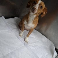 Imani kleiner Sonnenschein 🍀, Hündin zur Adoption