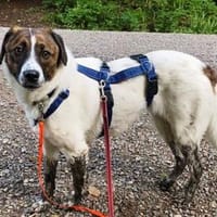 Juditha ist so ein liebes Hundemädchen, Hündin zur Adoption