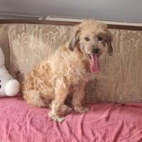 Wer hat ein zuhause für Luca?, Hündin zur Adoption