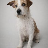 Bilbo - Terriermann sucht Familie, Hund zur Adoption
