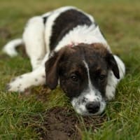 Marshy - ein Traum auf vier Pfoten, Hündin zur Adoption