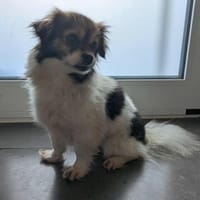 Anfängerhündin Lola❤ sucht Sofaplatz, Hündin zur Adoption