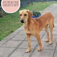 LUI sucht seine forever Family❤, Hund zur Adoption