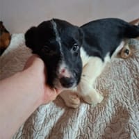 Herceg, ca. 4 Monate, ca. 28 cm, ca 6 kg, Hund zur Adoption