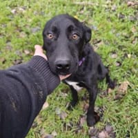 Shadow, liebenswerte Sonnenschein, ca. 1, Hund zur Adoption