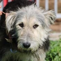 Smorca - kinderlieb u. verspielt, Hündin zur Adoption