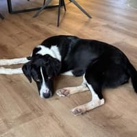 Sorana sucht ihr Zuhause, Hündin zur Adoption