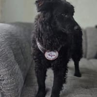 ❤🐾Ovid wartet auf sein Körbchen❤🐾, Hund zur Adoption