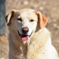 Berinesse- entzückendes Hundemädchen, Hündin zur Adoption