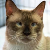 Egon sucht seinen Lieblingsmensch, Kater zur Adoption