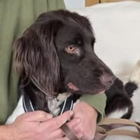 Resi sucht ihre Menschen 🐾, Hündin zur Adoption