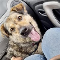 Altes liebes soziales Mädchen KATE ♥‼, Hündin zur Adoption