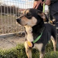 Süßer Jarni, Hund zur Adoption