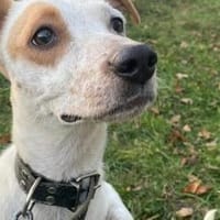 Zuhause gesucht für Liz Taylor, Hündin zur Adoption