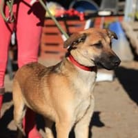 Wer hat einen Platz für Lemmi?, Hund zur Adoption